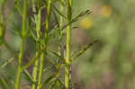 San Antonio false foxglove